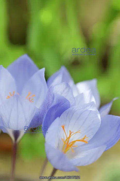 : Crocus, Crocus leichtlinii : Crocus, Crocus leichtlinii