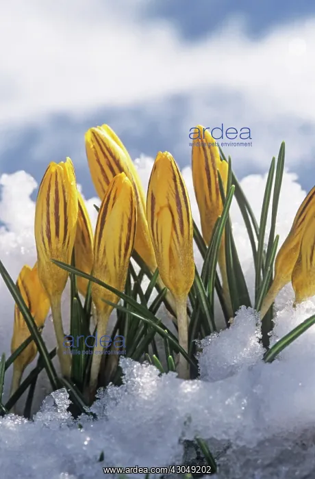 : Crocus, Crocus chrysanthus : Crocus, Crocus chrysanthus
