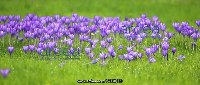 : Crocus, Crocus vernus : Crocus, Crocus vernus