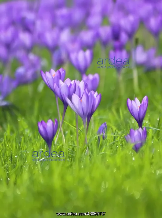 : Crocus, Crocus vernus : Crocus, Crocus vernus