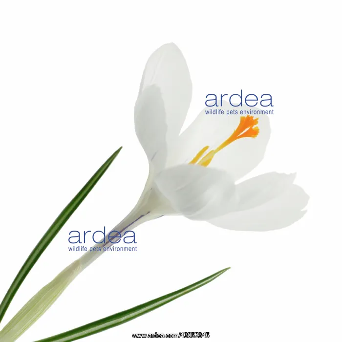 : Crocus, Crocus vernus : Crocus, Crocus vernus