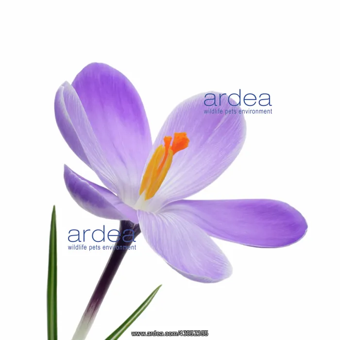  : Crocus, Crocus vernus