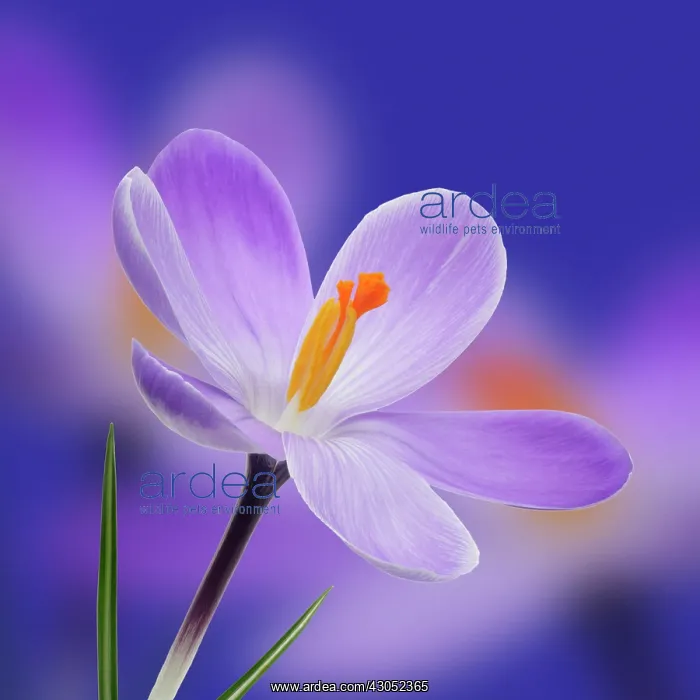 : Crocus, Crocus vernus : Crocus, Crocus vernus