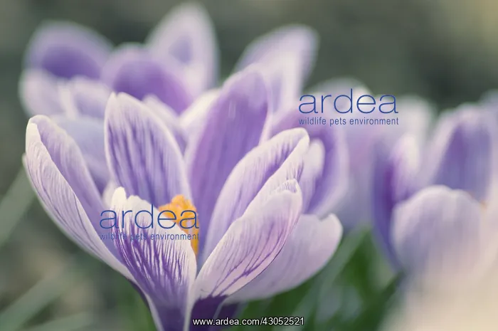 : Crocus, Crocus vernus : Crocus, Crocus vernus