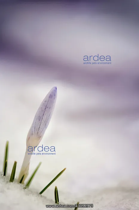  : Crocus, tightly furled flower and pointed leaves emerging from snow