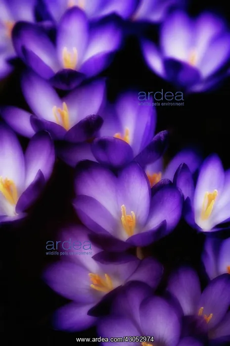 : Crocus, Crocus vernus : Crocus, Crocus vernus