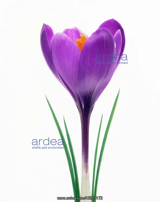 : Crocus, Crocus vernus : Crocus, Crocus vernus