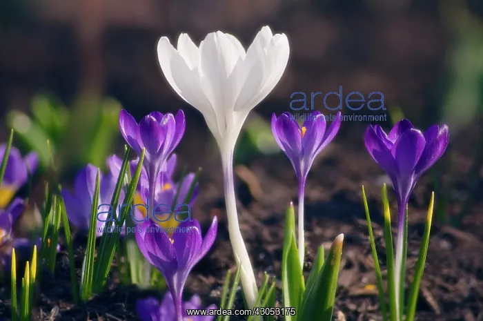 : Crocus, Crocus vernus : Crocus, Crocus vernus