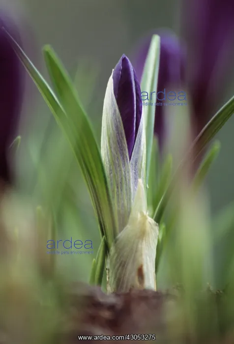 : Crocus, Crocus vernus : Crocus, Crocus vernus