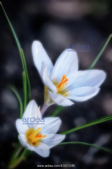  : Crocus, Crocus vernus