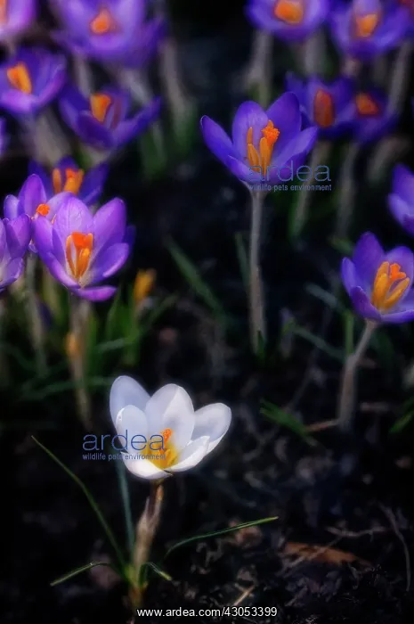 : Crocus, Crocus vernus : Crocus, Crocus vernus