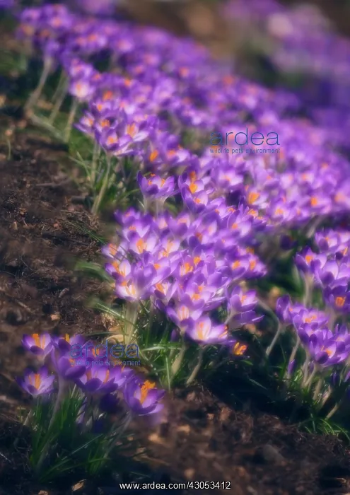 : Crocus, Crocus vernus : Crocus, Crocus vernus