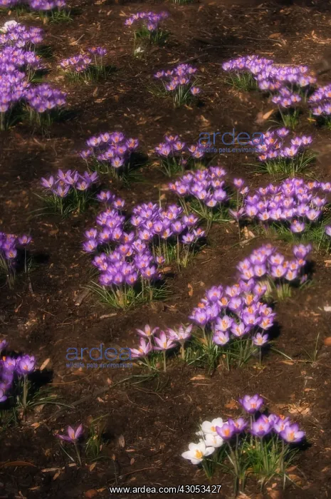 : Crocus, Crocus vernus : Crocus, Crocus vernus