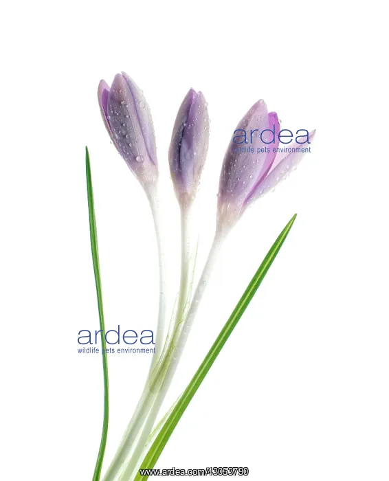 : Crocus : Crocus