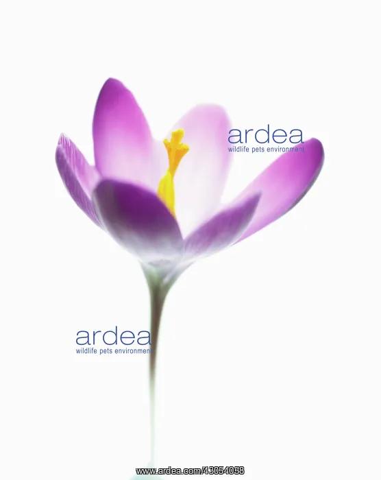 : Crocus, Crocus vernus : Crocus, Crocus vernus