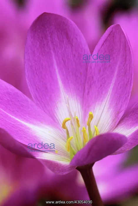 : Crocus, Autumn crocus, Colchicum Benton End : Crocus, Autumn crocus, Colchicum Benton End
