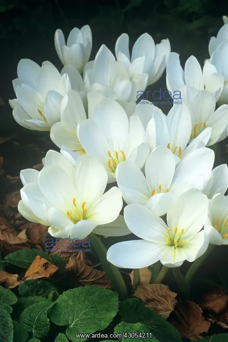 : Crocus, Autumn crocus, Colchicum speciosum Album : Crocus, Autumn crocus, Colchicum speciosum Album