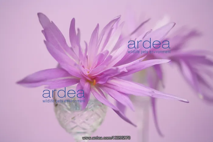 : Crocus, Autumn crocus, Colchicum Waterlily : Crocus, Autumn crocus, Colchicum Waterlily