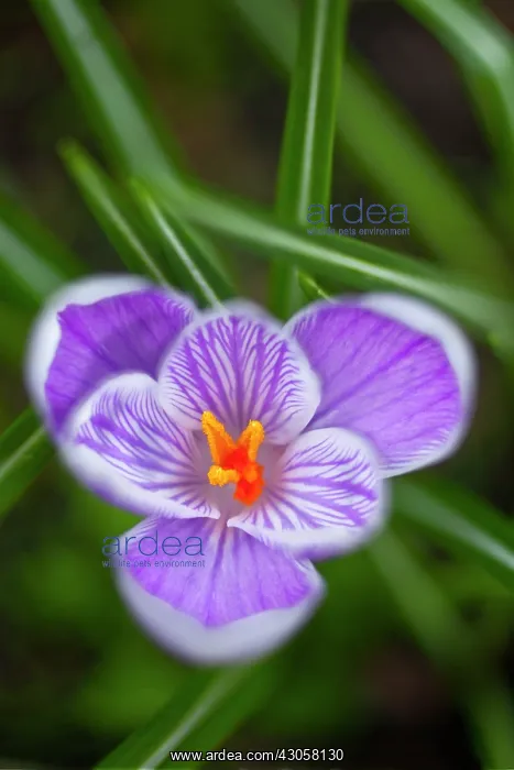 : Crocus, Crocus vernus Pickwick : Crocus, Crocus vernus Pickwick