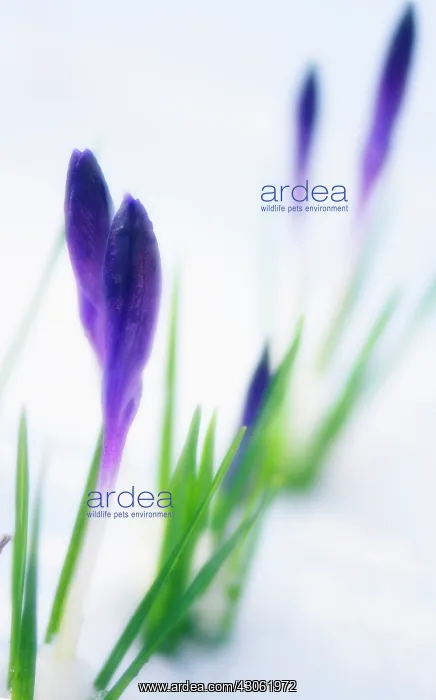 : Crocus, Crocus chrysanthus : Crocus, Crocus chrysanthus