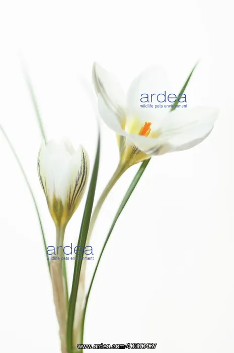 : Crocus, Crocus Miss Vain : Crocus, Crocus Miss Vain