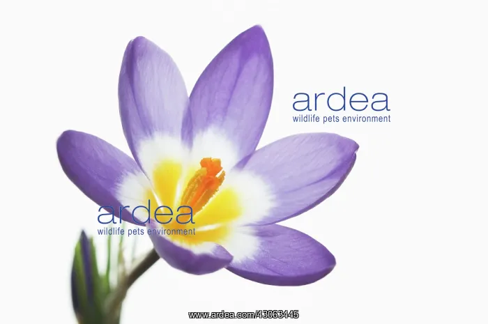 : Crocus, Crocus Tricolour : Crocus, Crocus Tricolour