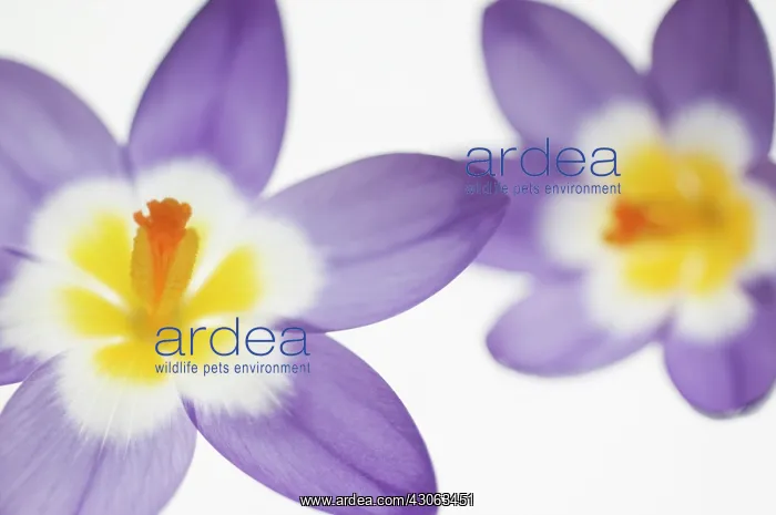 : Crocus, Crocus Tricolour : Crocus, Crocus Tricolour
