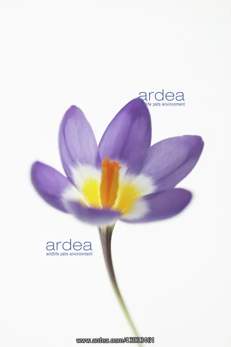 : Crocus, Crocus Tricolour : Crocus, Crocus Tricolour