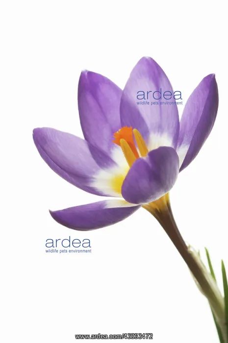 : Crocus, Crocus Tricolour : Crocus, Crocus Tricolour