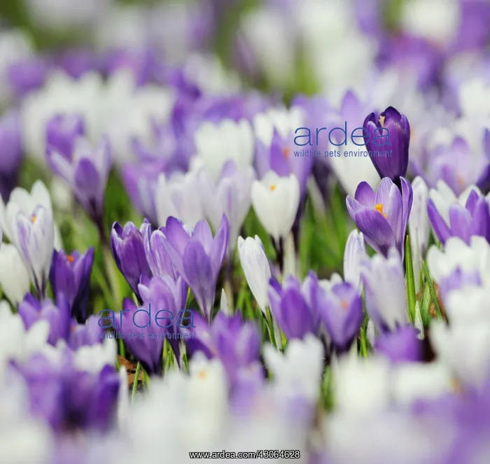 : Crocus : Crocus