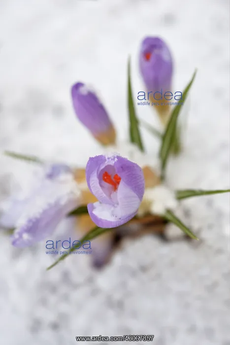 : Crocus : Crocus