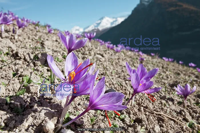 : Crocus, Saffron crocus, Crocus sativus : Crocus, Saffron crocus, Crocus sativus