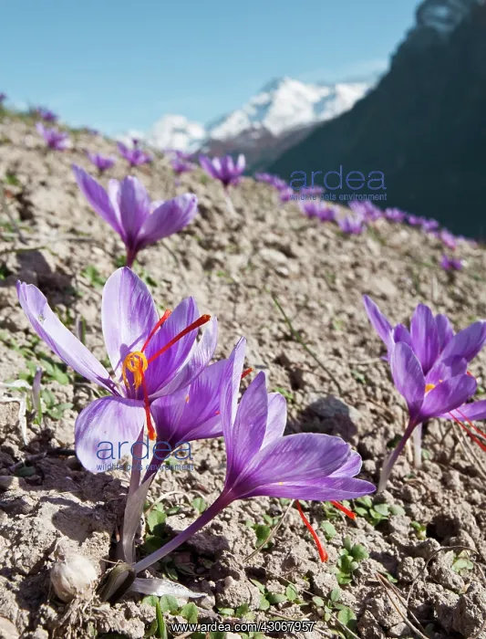 : Crocus, Saffron crocus, Crocus sativus : Crocus, Saffron crocus, Crocus sativus