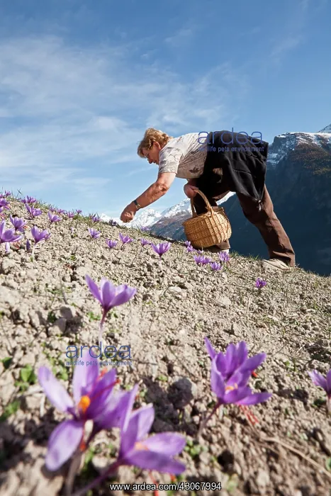 : Crocus, Saffron crocus, Crocus sativus : Crocus, Saffron crocus, Crocus sativus