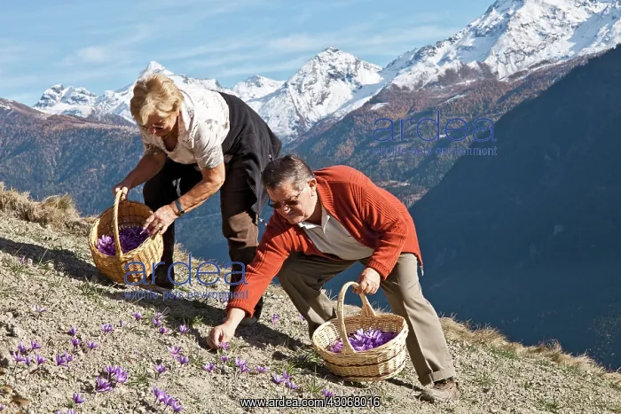  : Crocus, Saffron crocus, Crocus sativus