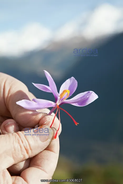 : Crocus, Saffron crocus, Crocus sativus : Crocus, Saffron crocus, Crocus sativus