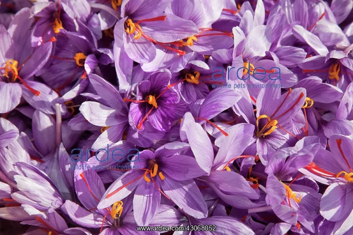 : Crocus, Saffron crocus, Crocus sativus : Crocus, Saffron crocus, Crocus sativus