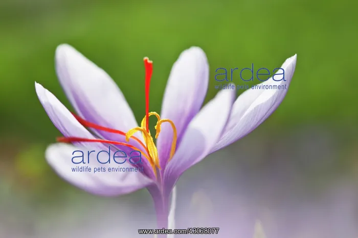  : Crocus, Saffron crocus, Crocus sativus