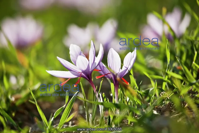 : Crocus, Saffron crocus, Crocus sativus : Crocus, Saffron crocus, Crocus sativus