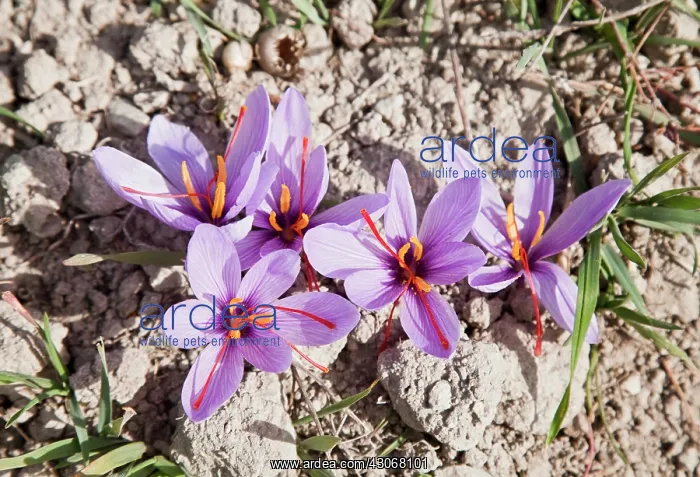 : Crocus, Saffron crocus, Crocus sativus : Crocus, Saffron crocus, Crocus sativus