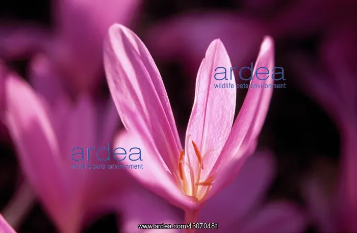 : Crocus, Autumn crocus, Colchicum Lilac wonder : Crocus, Autumn crocus, Colchicum Lilac wonder