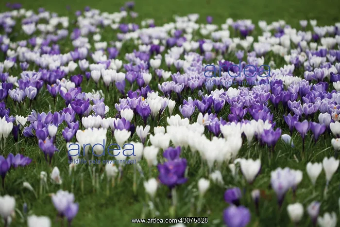  : Crocus