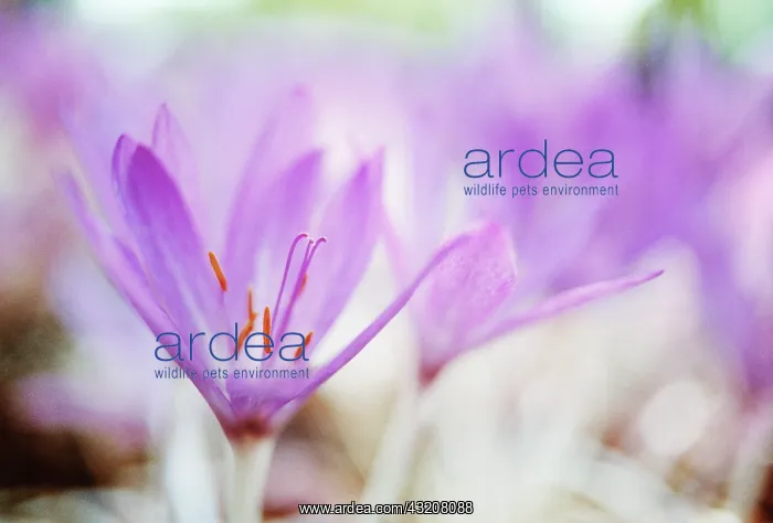 : Crocus, Autumn crocus, Colchicum tenori : Crocus, Autumn crocus, Colchicum tenori