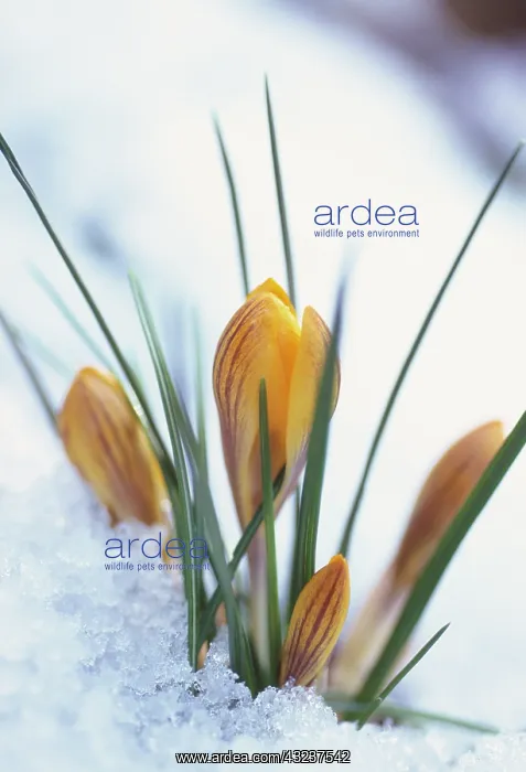 : Crocus : Crocus