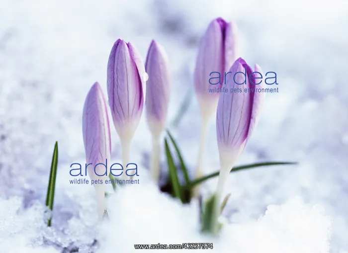 : Crocus : Crocus