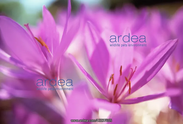 : Crocus, Autumn crocus, Colchicum tenori : Crocus, Autumn crocus, Colchicum tenori