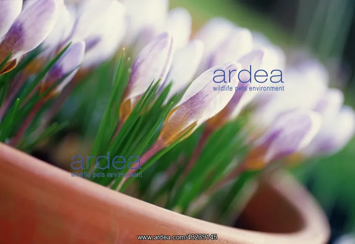 : Crocus : Crocus