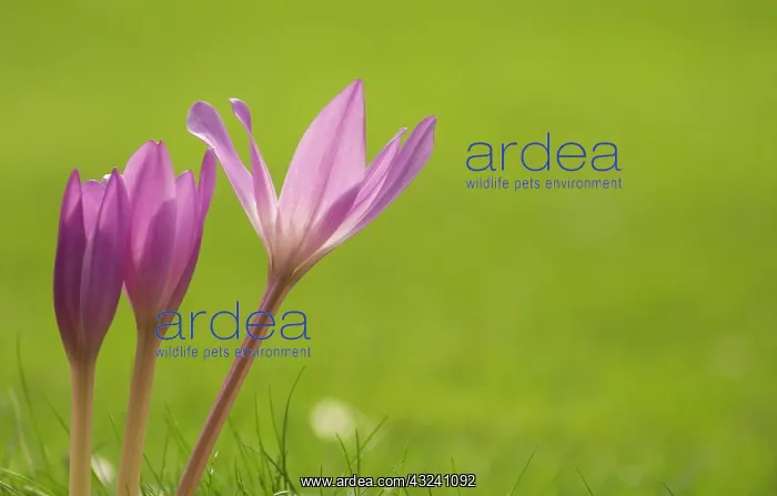 : Crocus, Autumn crocus, Colchicum autumnale : Crocus, Autumn crocus, Colchicum autumnale