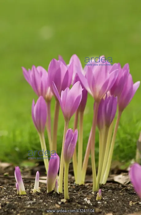  : Crocus, Autumn crocus, Colchicum autumnale