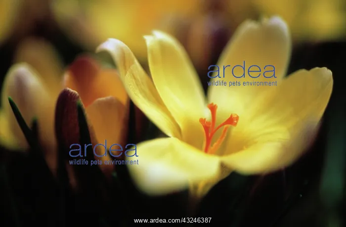  : Crocus, Crocus chrysanthus
